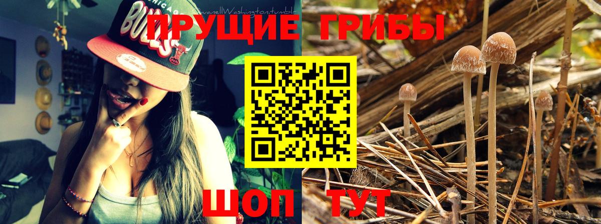 Псилоцибиновые грибы Cubensis  Галлюциногенные грибы прущие грибы  Вход с VPN  Урай 
